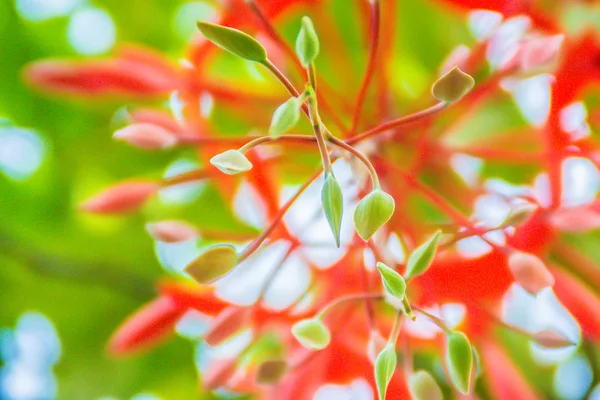Vackra Röda Stolthet Burma Blommor Amherstia Nobilis Träd Skogen Amherstia — Stockfoto