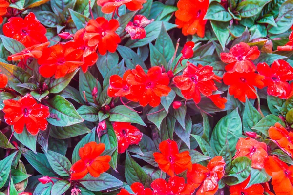 花壇の背景に忙しいリジー インパチェンス の美しい赤い花 インパチェンスやインパチェンス Sultanii として知られている忙しいリジー バルサム または単にインパチェンス — ストック写真