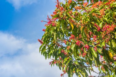 Pembe çiçekler uzun john karınca ağaç veya yeşil yaprakları ve mavi gökyüzü arka plan ile Palozantos ağacı (Triplaris cumingiana). Uzun John Orta-Güney Amerika yerli ağacıdır. Ayrıca karınca ağacı olarak adlandırılan.