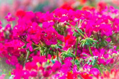 Itır peltatum flowerbed için arka plan üzerinde güzel kırmızı pembe çiçek. Familyasına ait bilinen ortak adları sarmaşık yapraklı Sardunya ve basamaklı Sardunya ıtır ıtır peltatum.