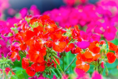 Itır peltatum flowerbed için arka plan üzerinde güzel kırmızı pembe çiçek. Familyasına ait bilinen ortak adları sarmaşık yapraklı Sardunya ve basamaklı Sardunya ıtır ıtır peltatum.