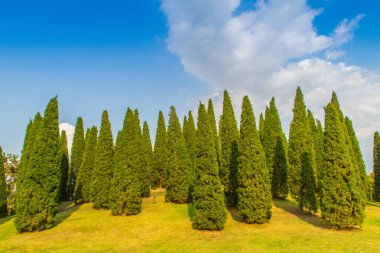 Güzel küçük tepe manzara boyunda çam ağaçları yeşil çim alanı ve mavi gökyüzü bulut beyaz arka plan ile. Juniperus chinensis ağaçlar mavi gökyüzü ve beyaz bulut ile küçük yeşil tepede çam.