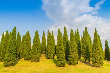Güzel küçük tepe manzara boyunda çam ağaçları yeşil çim alanı ve mavi gökyüzü bulut beyaz arka plan ile. Juniperus chinensis ağaçlar mavi gökyüzü ve beyaz bulut ile küçük yeşil tepede çam.