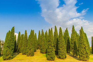 Güzel küçük tepe manzara boyunda çam ağaçları yeşil çim alanı ve mavi gökyüzü bulut beyaz arka plan ile. Juniperus chinensis ağaçlar mavi gökyüzü ve beyaz bulut ile küçük yeşil tepede çam.