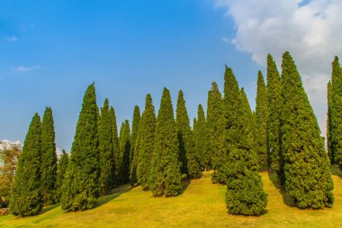 Güzel küçük tepe manzara boyunda çam ağaçları yeşil çim alanı ve mavi gökyüzü bulut beyaz arka plan ile. Juniperus chinensis ağaçlar mavi gökyüzü ve beyaz bulut ile küçük yeşil tepede çam.