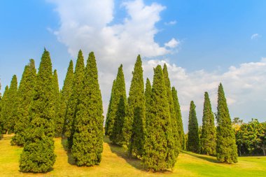 Güzel küçük tepe manzara boyunda çam ağaçları yeşil çim alanı ve mavi gökyüzü bulut beyaz arka plan ile. Juniperus chinensis ağaçlar mavi gökyüzü ve beyaz bulut ile küçük yeşil tepede çam.