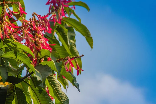 Розовые Цветки Длинноцветкового Дерева Дерева Palozantos Triplaris Cumingiana Зелеными Листьями — стоковое фото
