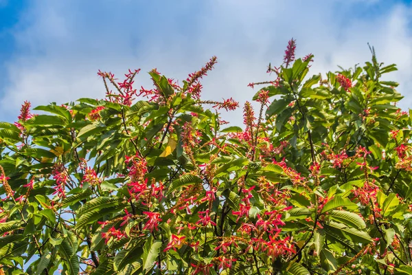 Pink flowers long john ant tree or Palozantos tree (Triplaris cumingiana) with green leaves and blue sky background. The Long John Tree is native to Central-South America. It also called the Ant Tree.