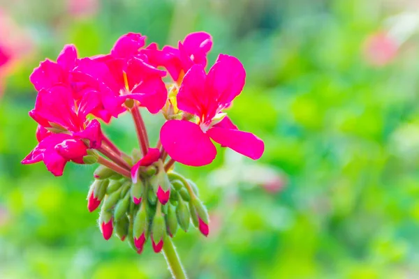 Piękne Czerwone Kwiaty Różowy Pelargonium Peltatum Kwietnik Tle Pelargonium Peltatum — Zdjęcie stockowe