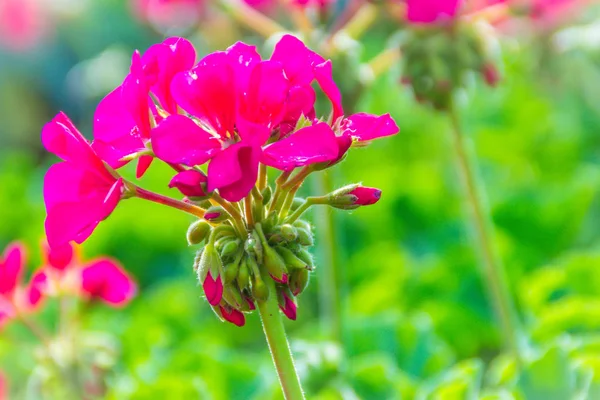 Bellissimi Fiori Rosa Rossi Pelargonium Peltatum Sull Aiuola Sfondo Pelargonium — Foto Stock