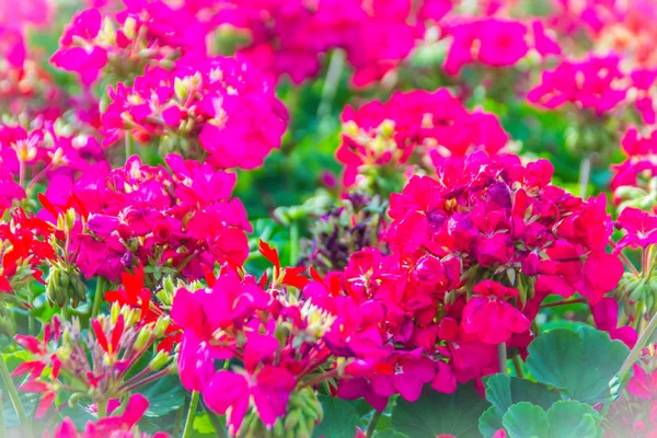 Beautiful Red Pink Flowers Pelargonium Peltatum Flowerbed Background Pelargonium Peltatum — Stock Photo, Image