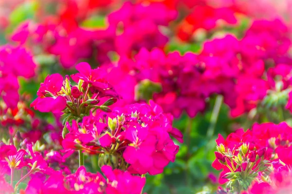 美しい背景の花壇にゼラニウム根の收の赤ピンクの花 ゼラニウム根の收が共通名アイビー リーフ ゼラニウムとカスケード ゼラニウムで知られるテンジクアオイ属です — ストック写真