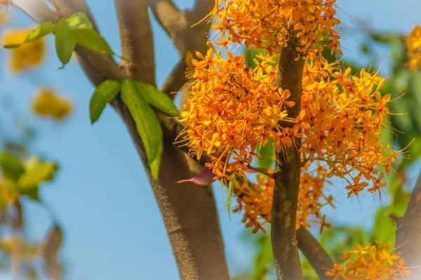 Beautiful orange asoka tree flowers (Saraca indica) on tree with green leaves background. Saraca indica, alsoknown as asoka-tree, Ashok or Asoca, saraca, Sorrowless tree.