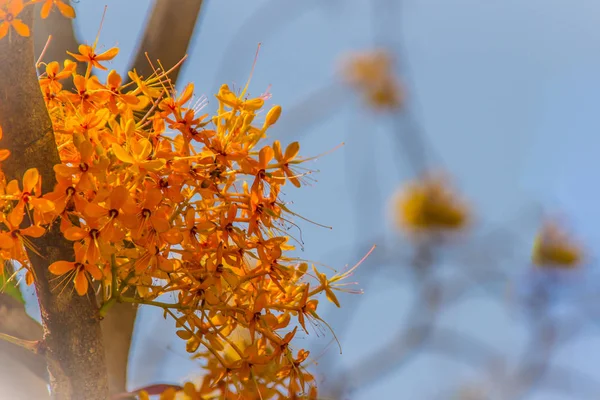 美しいオレンジ アショーカ王ツリー Saraca インディカ の花緑の葉の背景を持つツリー Saraca インディカ アショーカ王の木 アショクまたは Asoca — ストック写真