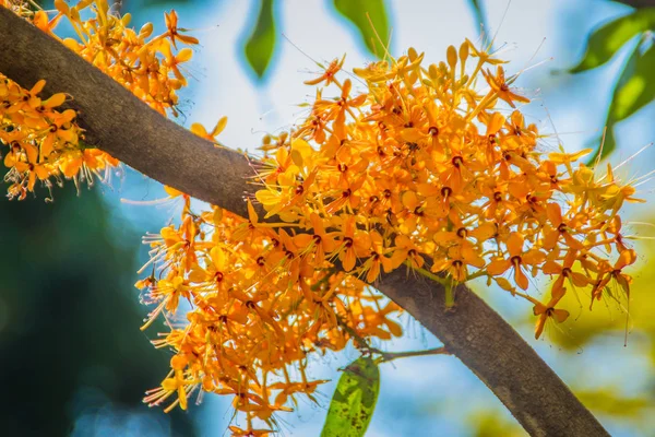 Красивые Апельсиновые Цветы Асоки Saraca Indica Дереве Зеленым Фоном Листьев — стоковое фото