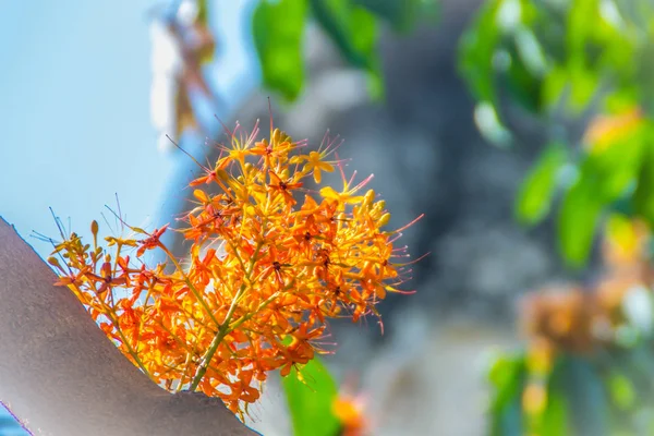 Красивые Апельсиновые Цветы Асоки Saraca Indica Дереве Зеленым Фоном Листьев — стоковое фото