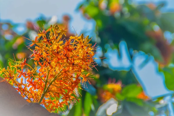 Красивые Апельсиновые Цветы Асоки Saraca Indica Дереве Зеленым Фоном Листьев — стоковое фото