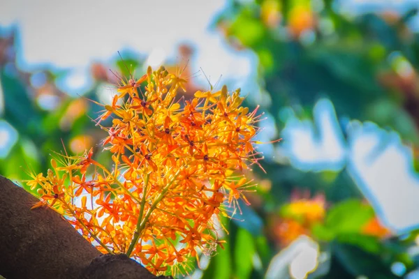 Beautiful orange asoka tree flowers (Saraca indica) on tree with green leaves background. Saraca indica, alsoknown as asoka-tree, Ashok or Asoca, saraca, Sorrowless tree.