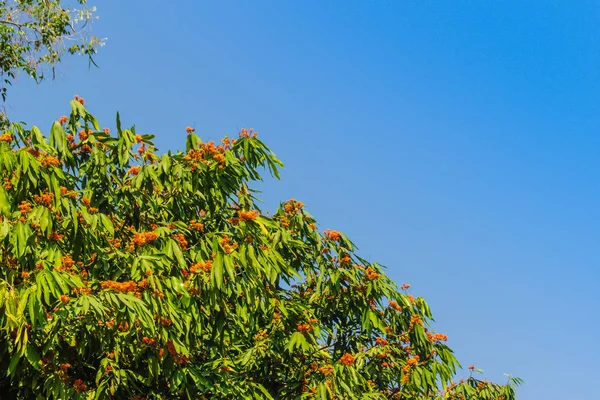 美しいオレンジ アショーカ王ツリー Saraca インディカ の花緑の葉の背景を持つツリー Saraca インディカ アショーカ王の木 アショクまたは Asoca — ストック写真