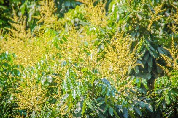 Flores Largas Árbol Con Hojas Verdes Fondo Las Flores Largas —  Fotos de Stock