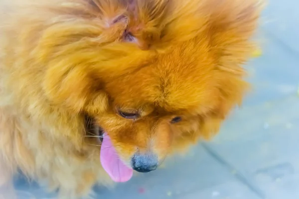 Cão Bonito Laranja Pomeranian Caminho Cão Pomerânia Também Conhecido Como — Fotografia de Stock