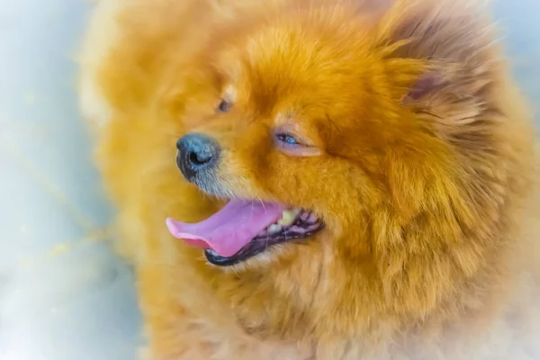 보도에 귀여운 오렌지 Pomeranian 개입니다 Pomeranian 라고도 다니지 북서부 폴란드 — 스톡 사진