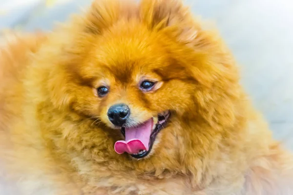 Cute Orange Pomeranian Dog Footpath Pomeranian Dog Also Known Pompom — Stock Photo, Image