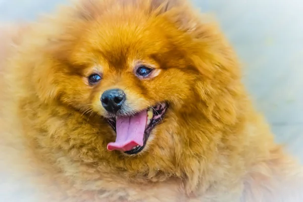 可爱的橙色波美拉尼亚狗在人行道上 波美拉尼亚犬也被称为庞波姆 坦布利 是一种来自波兰西北部波美拉尼亚地区和德国东北部波美拉尼亚地区的斯皮茨型狗 — 图库照片