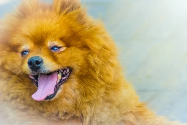 Cão Bonito Laranja Pomeranian Caminho Cão Pomerânia Também Conhecido Como — Fotografia de Stock