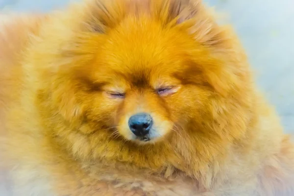 Cão Bonito Laranja Pomeranian Caminho Cão Pomerânia Também Conhecido Como — Fotografia de Stock