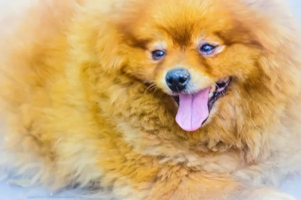 Cão Bonito Laranja Pomeranian Caminho Cão Pomerânia Também Conhecido Como — Fotografia de Stock