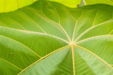 Öncülerdir kızgözü ağacının, hızlı büyüyen yaprak dökmeyen ağaç Güneydoğu Asya'ya yerli büyük yeşil yaprakları. Büyük yaprakları antibakteriyel ve antioksidan özellikleri ile biyoaktif bileşikler içeren.