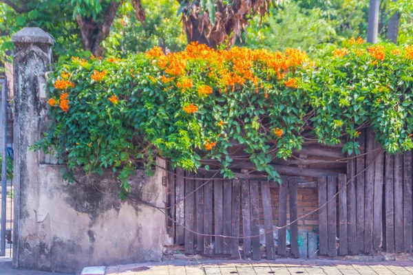 Schöne Orangefarbene Trompetenblüten Pyrostegia Venusta Die Auf Altem Zaunhintergrund Blühen — Stockfoto