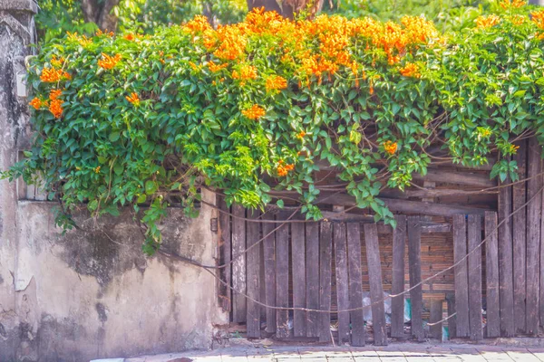 Belles Fleurs Trompette Orange Pyrostegia Venusta Fleurissant Sur Vieux Fond — Photo