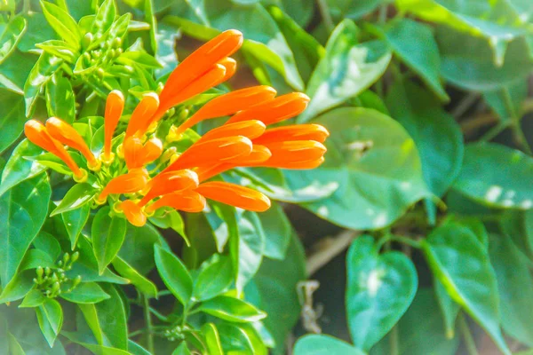 オレンジのトランペットの花 Pyrostegia Venusta 緑の葉の背景が咲いています Pyrostegia Venusta はまたとして知られているオレンジのトランペット 火のクラッカーつる Flamevine オレンジ — ストック写真