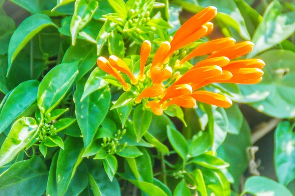 オレンジのトランペットの花 Pyrostegia Venusta 緑の葉の背景が咲いています Pyrostegia Venusta はまたとして知られているオレンジのトランペット 火のクラッカーつる Flamevine オレンジ — ストック写真