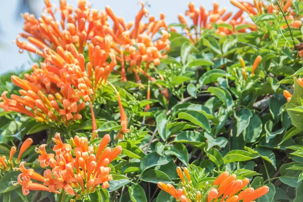 Beautiful Orange Trumpet Flowers Pyrostegia Venusta Blooming Background Pyrostegia Venusta — Stock Photo, Image