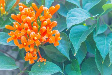 Turuncu trompet çiçekler (Pyrostegia venusta) yeşil yaprakları arka plan ile çiçeklenme. Pyrostegia venusta olarak da bilinen bu turuncu trompet, alev çiçek, yangın kraker asma, flamevine, portakal trumpetvine.