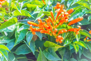 Turuncu trompet çiçekler (Pyrostegia venusta) yeşil yaprakları arka plan ile çiçeklenme. Pyrostegia venusta olarak da bilinen bu turuncu trompet, alev çiçek, yangın kraker asma, flamevine, portakal trumpetvine.