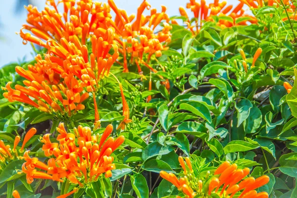 Piękny Pomarańczowy Trąbka Kwiaty Kwitnący Tło Pyrostegia Venusta Pyrostegia Venusta — Zdjęcie stockowe