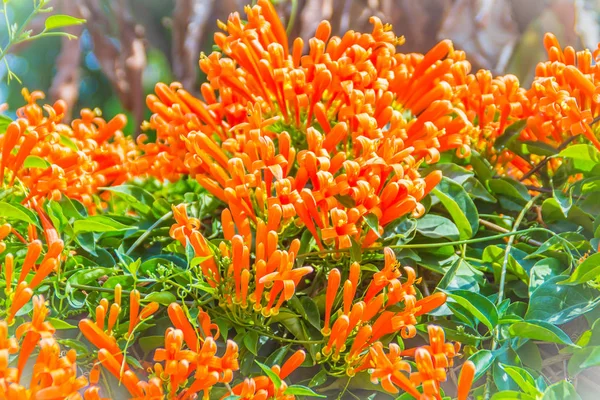 美丽的橙色小号花 Pyrostegia Venusta 绽放的背景 Pyrostegia Venusta 也被称为橙色小号 火焰花 火热气藤 橙色小号 — 图库照片