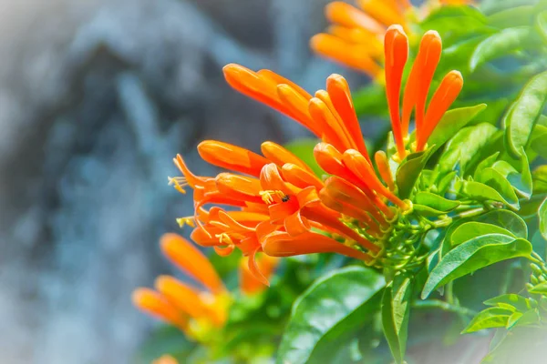 Orange Trumpet Blommor Pyrostegia Venusta Blommar Med Gröna Löv Bakgrund — Stockfoto