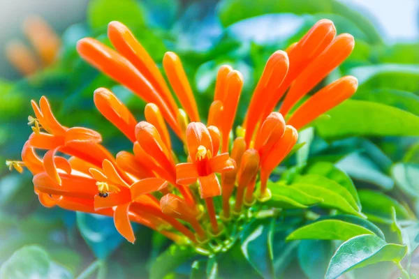 Flores Trompeta Naranja Pyrostegia Venusta Floreciendo Con Hojas Verdes Fondo — Foto de Stock