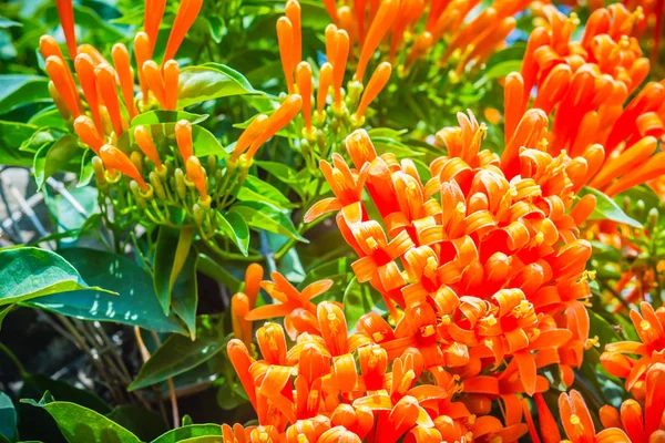 Bellissimi Fiori Tromba Arancione Pyrostegia Venusta Sfondo Fiorente Pyrostegia Venusta — Foto Stock