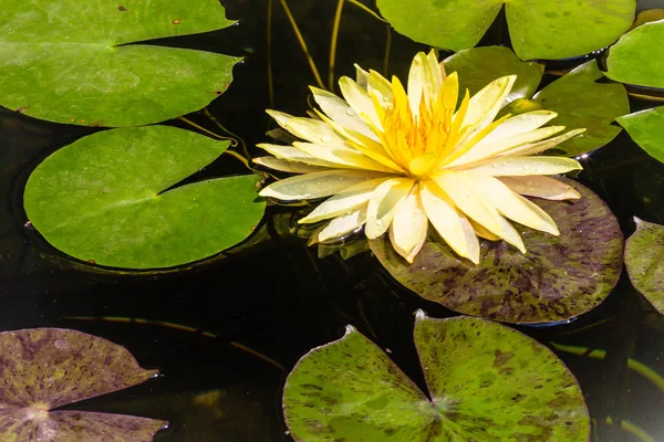 Schöner Gelber Lotus Mit Grünen Blättern Sumpfteich Friedliche Gelbe Seerosenblüten — Stockfoto