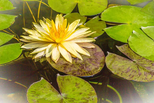 Beautiful yellow lotus with green leaves in swamp pond. Peaceful yellow water lily flowers and green leaves on the pond surface.