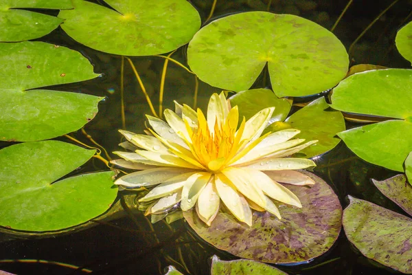 Güzel Sarı Lotus Bataklık Gölet Yeşil Yaprakları Ile Huzurlu Sarı — Stok fotoğraf