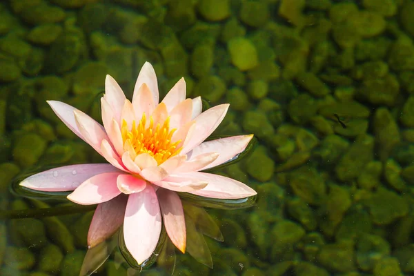 沼の池に黄色の花粉と美しいソフト ピンク ロータス コピーのテキストのための領域とピンクのスイレンの花 ピンクの蓮の花と池の黄色い花粉芽の背景 — ストック写真
