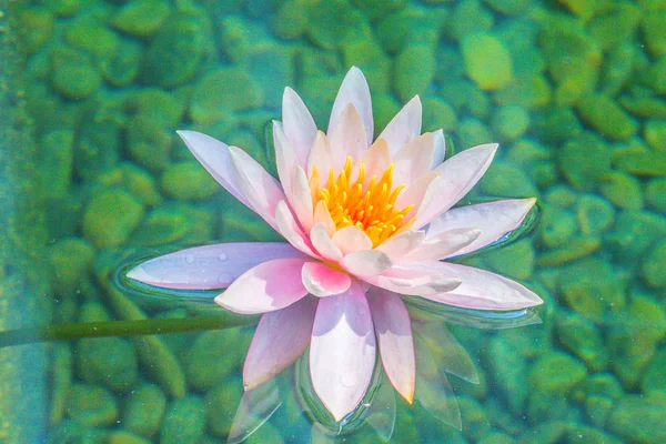 Beautiful soft pink lotus with yellow pollen in swamp pond. Pink water lily flower with copy space for text. Background of the pink lotus flowers and yellow pollen bud in the pond.
