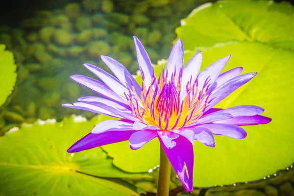 Mor Lotus Sarı Polen Ile Hibrid Mor Lotus Çiçeği Siyam — Stok fotoğraf